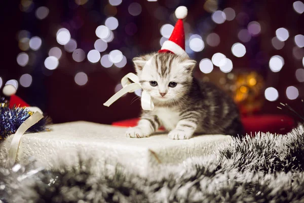 Gatinho bonito usando chapéu de Papai Noel sentado na caixa de presente — Fotografia de Stock