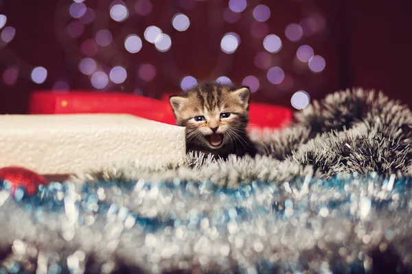 Mewing kitten zittend op de gift van Kerstmis — Stockfoto