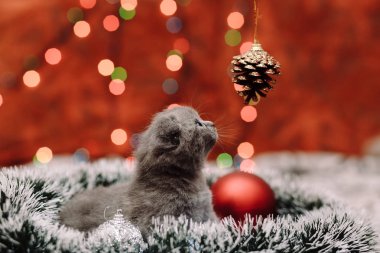 Tinsel üzerinde oturan meraklı yavru kedi