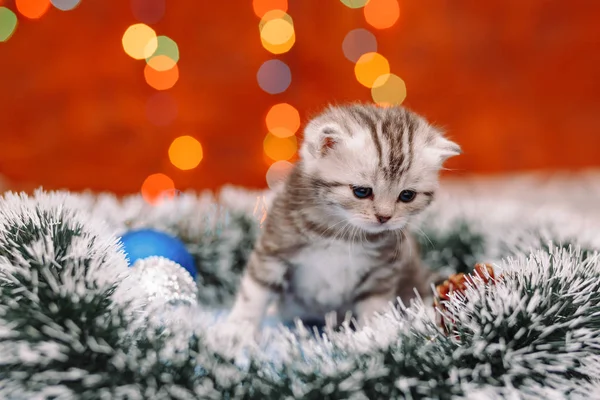 크리스마스 배경으로 귀여운 스코틀랜드 고양이 — 스톡 사진
