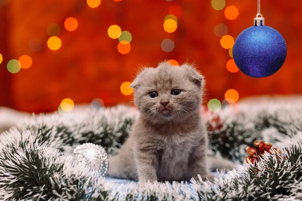 크리스마스 배경으로 귀여운 스코틀랜드 고양이 — 스톡 사진