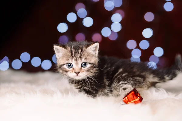 Χαριτωμένο γατάκι Σκωτίας με φόντο χριστουγεννιάτικο — Φωτογραφία Αρχείου