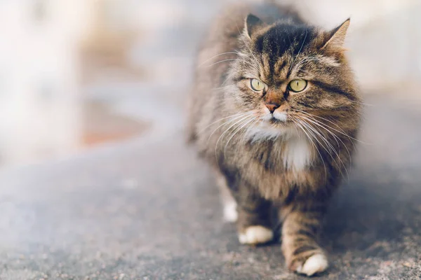 Ernstige kat lopen in de straat — Stockfoto