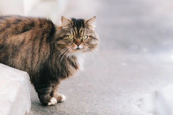 Ernstige kat lopen in de straat — Stockfoto