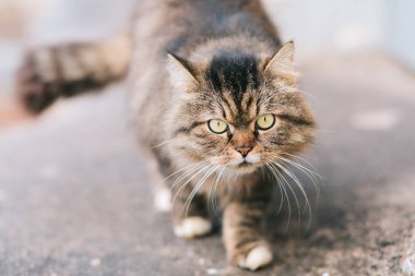 Ciddi kedi street yürüyüş