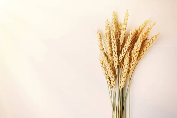 Golden ripe wheat on white background — Stock Photo, Image