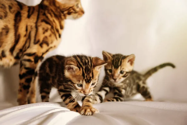 Twee kleine Bengalen kittens samenspelen — Stockfoto