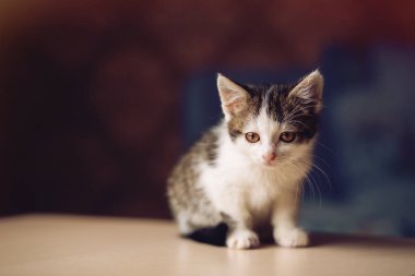 Katta oturan küçük kedi yavrusu