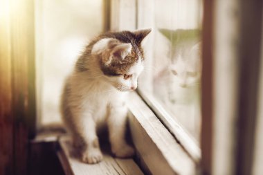 Küçük kedi yavrusu pencereden dışarı bakarak