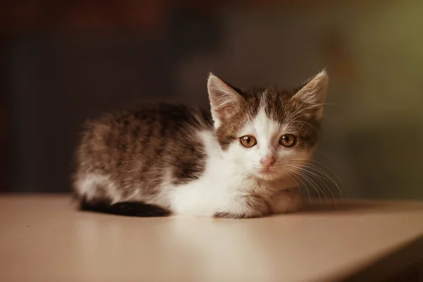 Minik kedicik kameraya bakıyor. — Stok fotoğraf