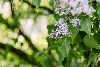 Mor Lila bush closeup bahar