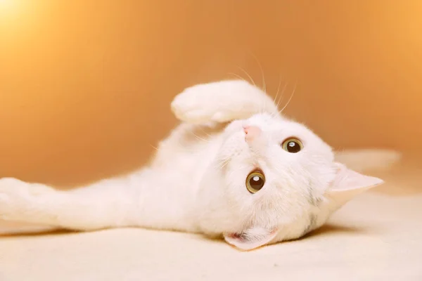 Lekfull vit katt liggande magen — Stockfoto