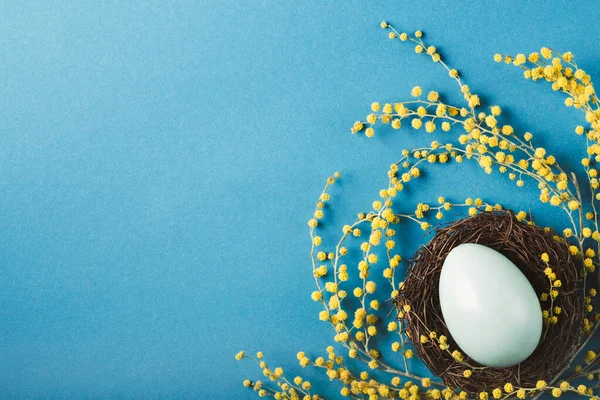 Βαμμένο Αυγό Φωλιά Κίτρινα Λουλούδια Μιμόζα Μπλε Φόντο Ιδέα Του — Φωτογραφία Αρχείου