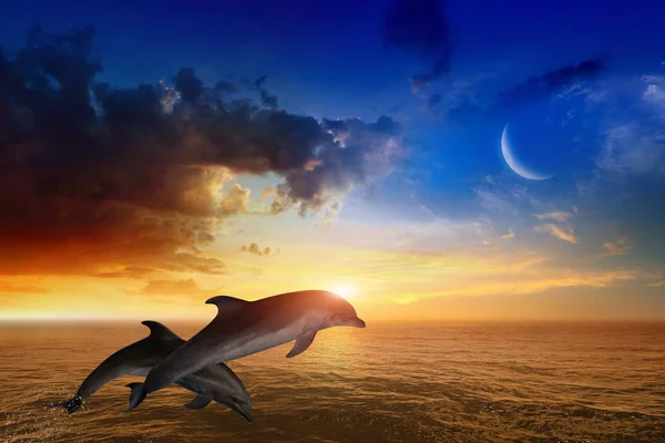 Marine life background - jumping dolphins, glowing sunset — Stock Photo, Image