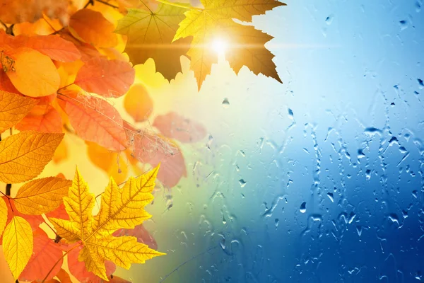 Autumn seasonal background — Stock Photo, Image