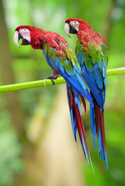 Два больших цветных попугая сидят на бамбуковой ветке. — стоковое фото