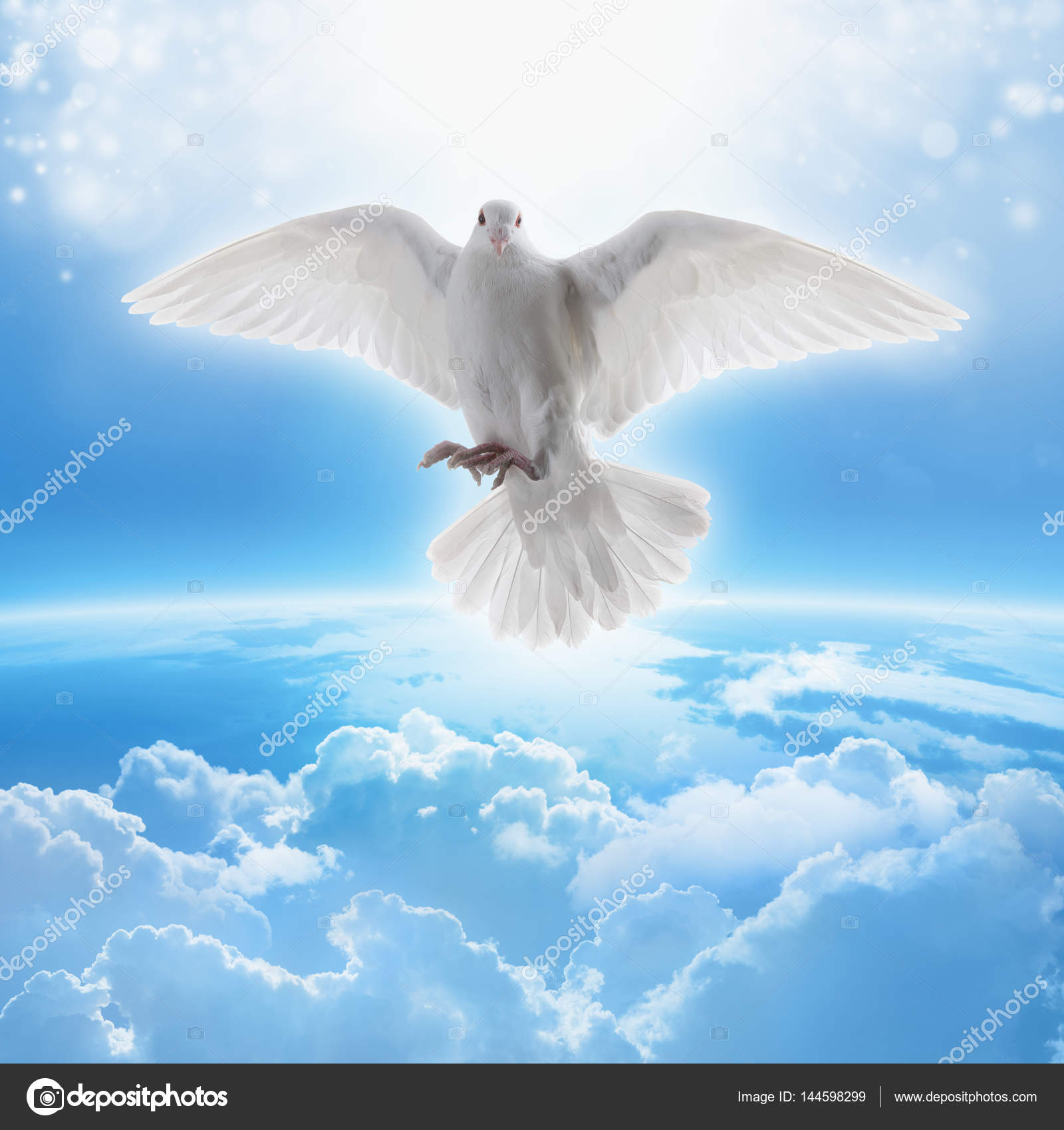 White dove symbol of love and peace Stock Photo by ©I_g0rZh 144598299