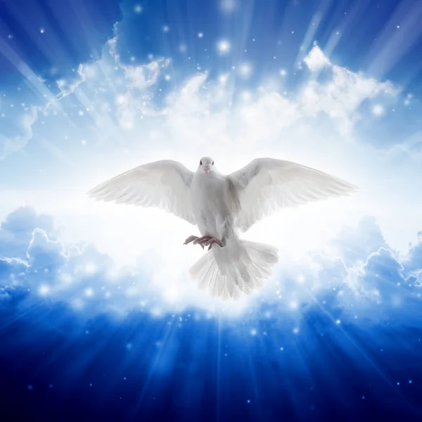 Holy spirit bird flies in skies, bright light shines from heaven — Stock Photo, Image