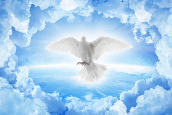 Paloma blanca símbolo del amor y la paz vuela sobre el planeta Tierra — Foto de Stock