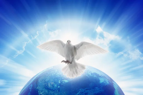 Vit duva symbol för kärlek och fred flyger ovanför planeten jorden — Stockfoto