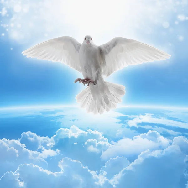 White dove symbol of love and peace — Stock Photo, Image