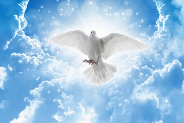 Helige Ande fågel flyger i himlen, starkt ljus lyser från himlen — Stockfoto