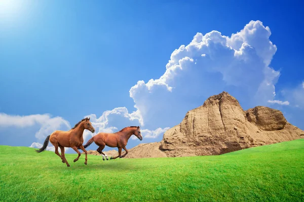 Two brown horses run through green meadow — Stock Photo, Image