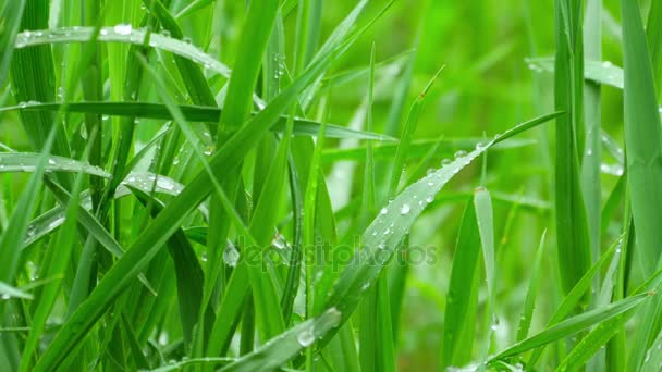 Hierba verde húmeda con gotas de agua después de la lluvia — Vídeo de stock