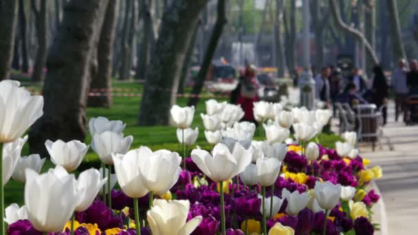 Les gens marchent et se reposent près des tulipes en fleurs — Video