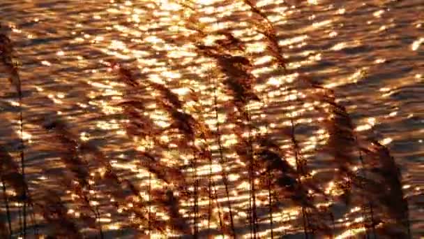 Wind sways the reeds, sunlight reflected from surface of water — Stock Video
