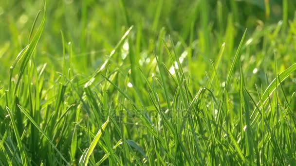 Зеленая трава растет на лугу — стоковое видео