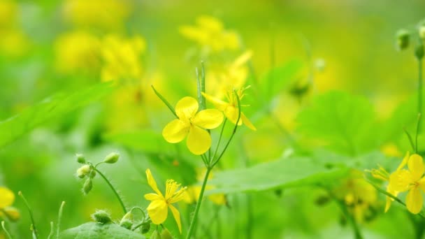 Fioritura di celandine, fiori gialli di celandine selvatiche — Video Stock
