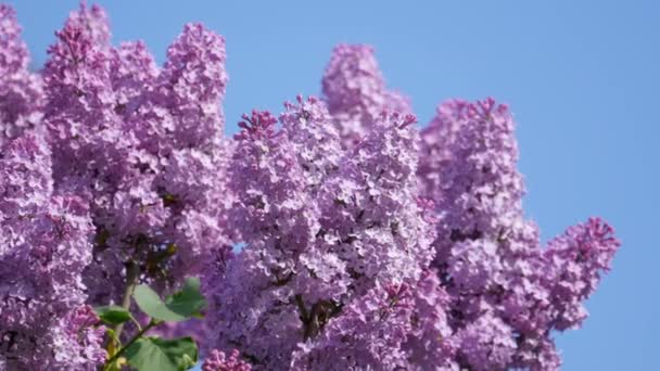 Kvete fialovými květy kymácí ve větru — Stock video