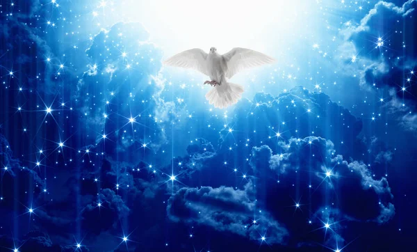 Белый голубь спускается с небес — стоковое фото