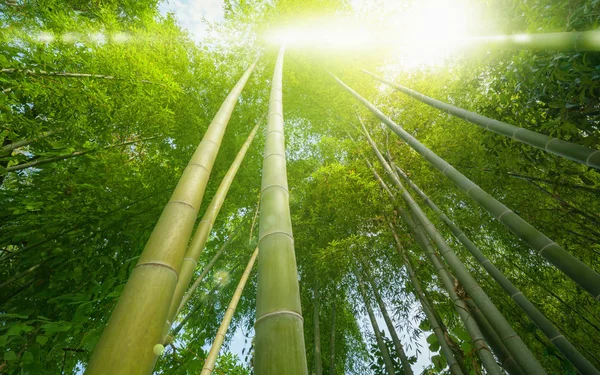 Sol brilhante brilha através de floresta de bambu tropical verde — Fotografia de Stock