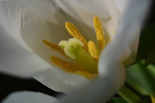 Weiße Tulpe Makro — Stockfoto