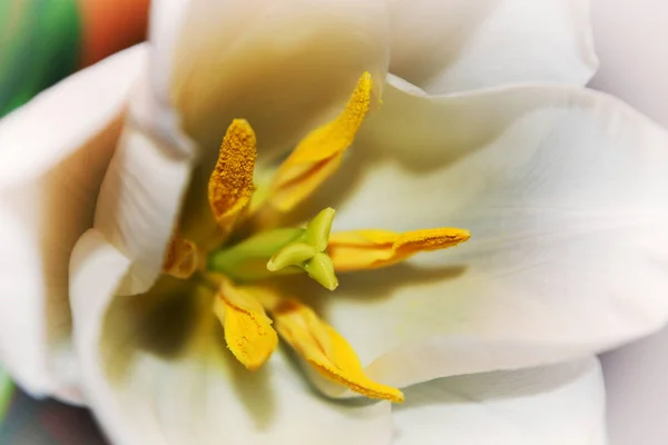 Weiße Tulpe in Nahaufnahme — Stockfoto