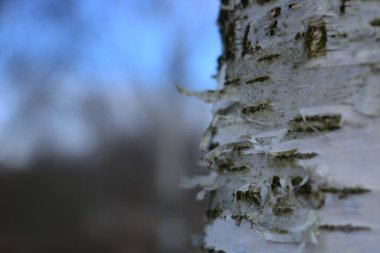 Mavi gökyüzü ve huş ağacı