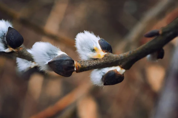 Weidenrindenzweig — Stockfoto