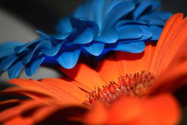 Gerberas naranja y azul Imágenes de stock libres de derechos