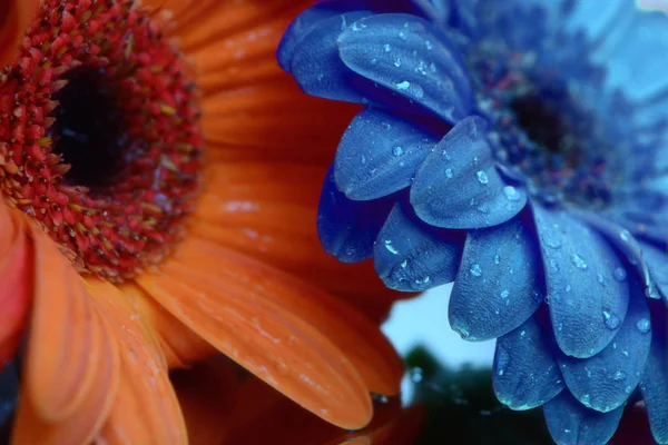 Turuncu ve mavi gerbera Stok Fotoğraf