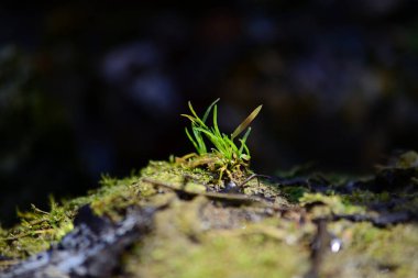 Tepedeki yeşil çimenler