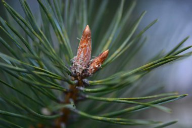 Çam ağacı dalı büyüyor