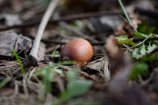 Maíz en el suelo de primavera — Foto de Stock