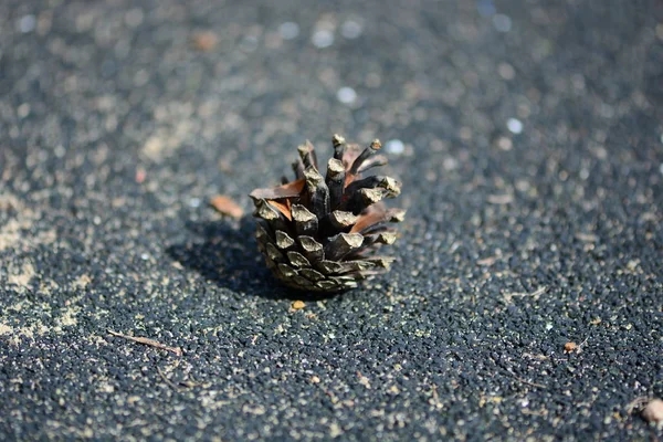 Cono de pino en el suelo — Foto de Stock