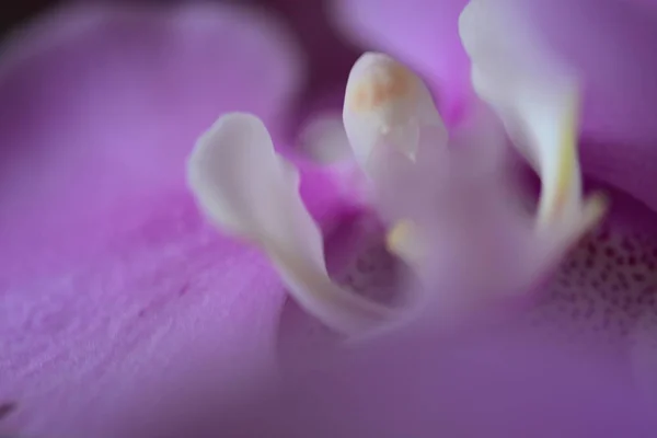 Orchidee Blume Makro-Ansicht — Stockfoto