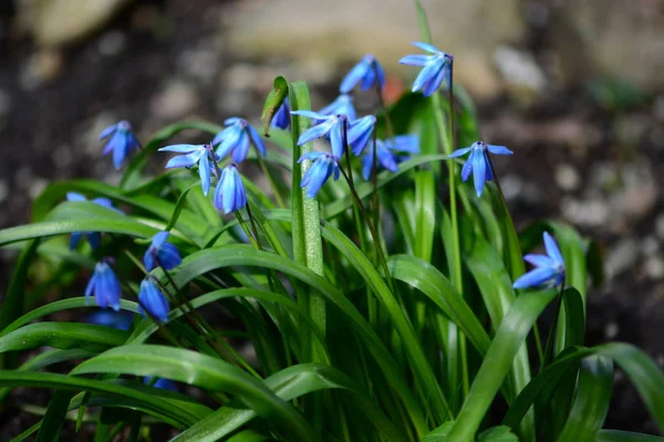 Blauwe sneeuwklokjes op voorjaar — Stockfoto