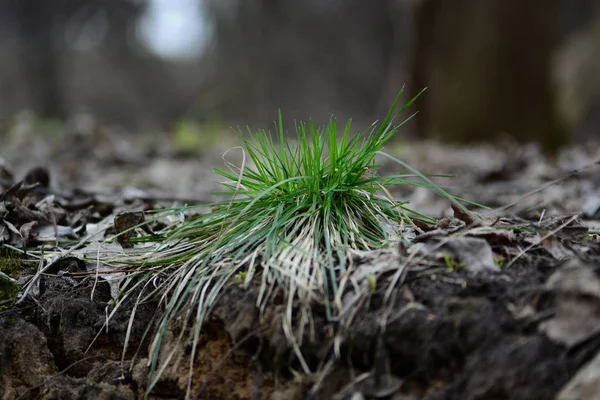 Mechón verde fresco de hierba — Foto de Stock