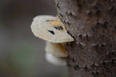 Mantar ve ağaç symbiosis