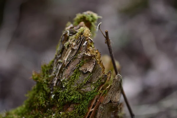 Viejo tronco de árbol — Foto de Stock